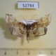 52784p-Crambidae-Omphisa-repetitalis-f-Vietnam-6