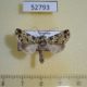 52793p-Noctuidae-Yula-muscosa-Vietnam-6