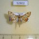 52802p-Crambidae-Neoanalthes-nebulalis-Vietnam-4