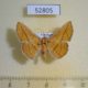 52805p-Thyrididae-Sonagara-strigipennis-Vietnam-7