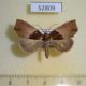 52809p-Noctuidae-Acidon-sp.-Vietnam-5
