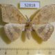 52818p-Drepanidae-Canucha-specularis-Vietnam-5