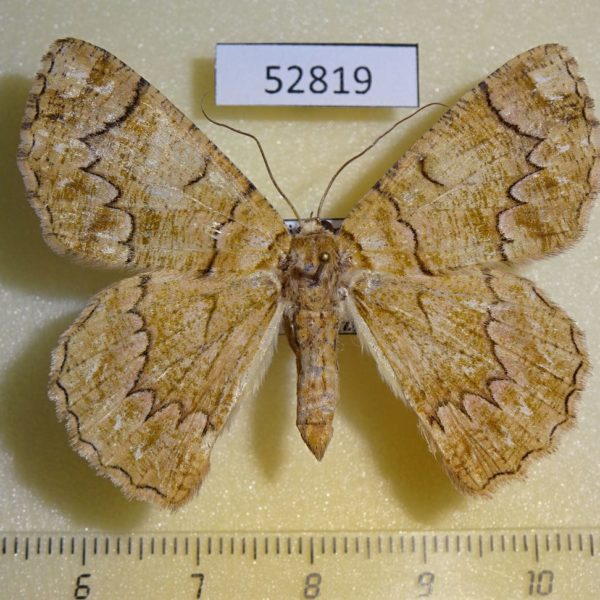 Geometridae Pachyodes iterans f Vietnam