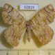 52819p-Geometridae-Pachyodes-iterans-f-Vietnam-7