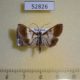 52826p-Crambidae-Dausara-amethysta-Vietnam-6