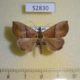 52830p-Noctuidae-Hypena-furva-Vietnam-6