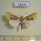 52835p-Crambidae-Lipararchis-tranquillalis-Vietnam-4