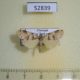 52839p-Arctiidae-Eugoa-basipuncta-Vietnam-7