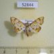 52844p-Crambidae-Neoanalthes-nebulalis-f-Vietnam-4