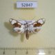 52847p-Crambidae-Cirrhochrista-semibrunnea-Vietnam-7