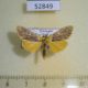 52849p-Crambidae-sp.-Vietnam-9