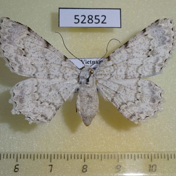 Geometridae Lassaba parvalbidaria f Vietnam