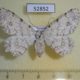 52852p-Geometridae-Lassaba-parvalbidaria-f-Vietnam-7