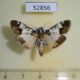 52856p-Pyralidae-Teliphasa-sakishimensis-Vietnam-5
