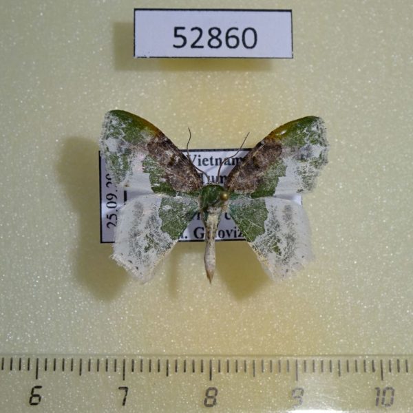 Geometridae Eucyclodes semialba Vietnam