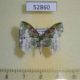 52860p-Geometridae-Eucyclodes-semialba-Vietnam-8