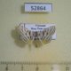 52864p-Crambidae-Dichocrocis-rigidalis-Vietnam-4