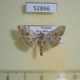 52866p-Crambidae-Glyphodes-sp.-Vietnam-4