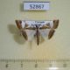 52867p-Crambidae-Agrioglypta-itysalis-Vietnam-5