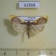 52868p-Crambidae-Prooedema-incisalis-Vietnam-4