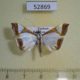 52869p-Crambidae-Agrioglypta-eurytusalis-Vietnam-5