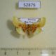 52879p-Thyrididae-Pyrinioides-sinuosus-Vietnam-8