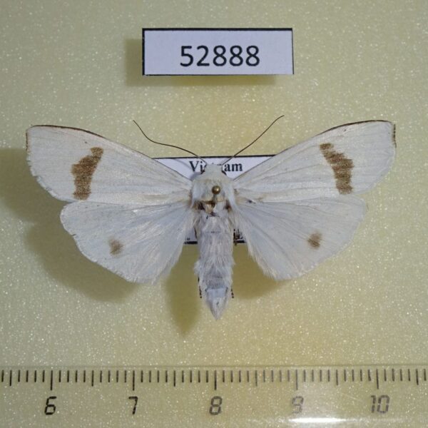 Arctiidae Vamuna remelana Vietnam