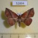 52894p-Noctuidae-Condate-purpurea-Vietnam-7