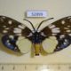 52899p-Zygaenidae-Eterusia-aedea-Vietnam-13