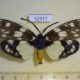 52917p-Zygaenidae-Eterusia-aedea-Vietnam-9
