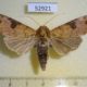 52921p Noctuidae Tiracola plagiata Vietnam $6