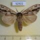 52922p Notodontiidae Hyperaeschra pallida Vietnam $6