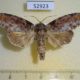 52923p-Noctuidae-Iscadia-inexacta-Vietnam-6