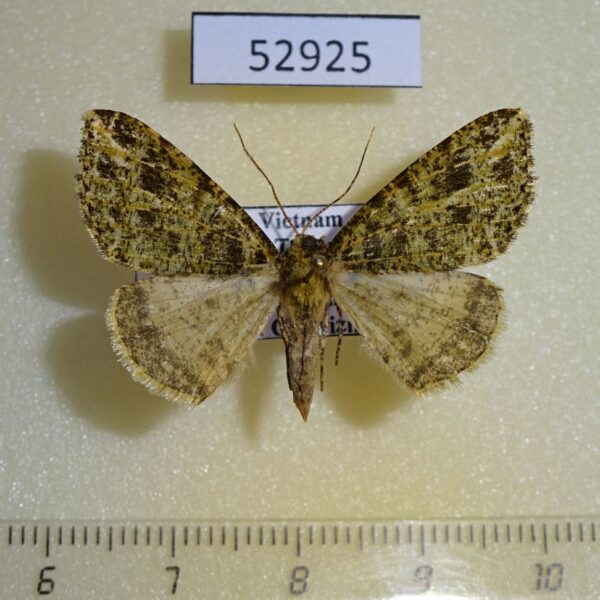 Geometridae Arichanna plagifera Vietnam