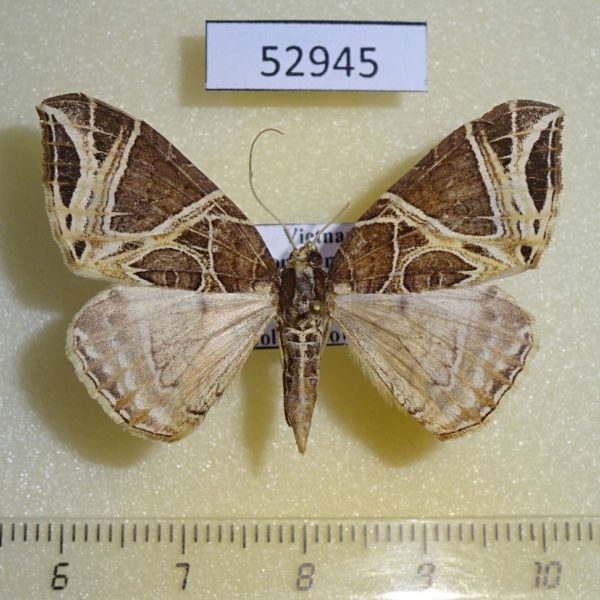 Geometridae Ecliptopera rectilinea Vietnam