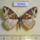 52945p-Geometridae-Ecliptopera-rectilinea-Vietnam-5