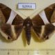 52953p-Noctuidae-Bastilla-crameri-Vietnam-10