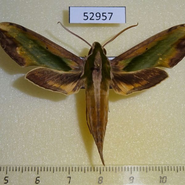 Sphingidae Pergesa acteus Vietnam