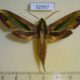 52957p-Sphingidae-Pergesa-acteus-Vietnam-8