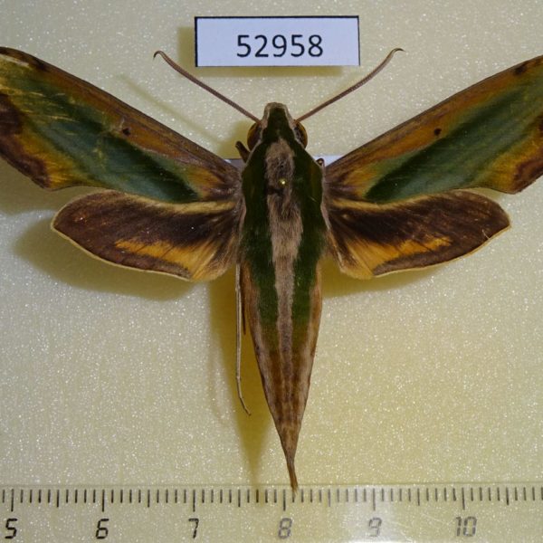 Sphingidae Pergesa acteus Vietnam
