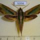52958p-Sphingidae-Pergesa-acteus-Vietnam-8