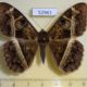 52961p-Noctuidae-Cyligramma-magus-Uganda-8