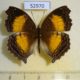 52970p-Nymphalidae-Junonia-terea-Uganda-13