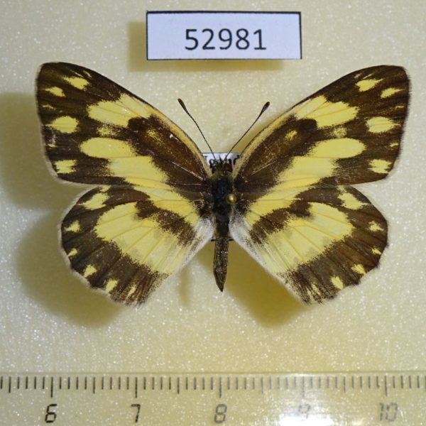Pieridae Pinacopteryx eriphia Uganda