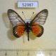 52987p-Nymphalidae-Acraea-quirina-Uganda-10