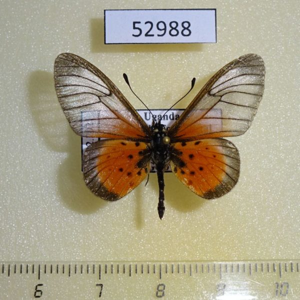 Nymphalidae Acraea orestia Uganda