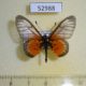 52988p-Nymphalidae-Acraea-quirina-Uganda-9