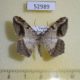 52989p-Geometridae-Chiasmia-fulvimargo-Uganda-7