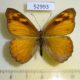 52993p-Nymphalidae-Sevenia-consors-Uganda-10