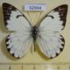 52994p-Pieridae-Belenois-gidica-abyssinica-Uganda-8